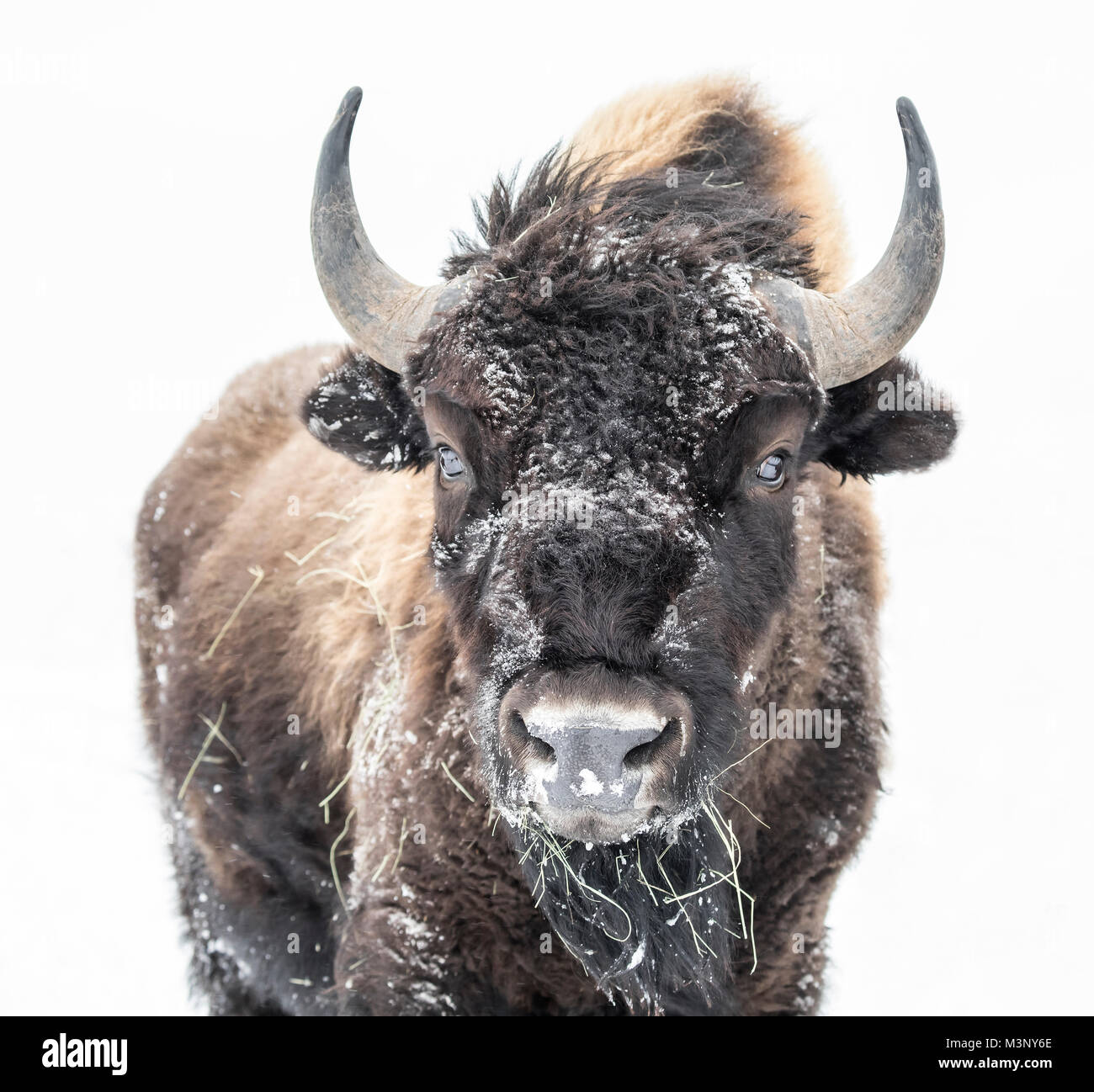 Plains Bisons (Bison bison Bison) oder American Buffalo, im Winter, Riding Mountain National Park, Manitoba, Kanada. Stockfoto