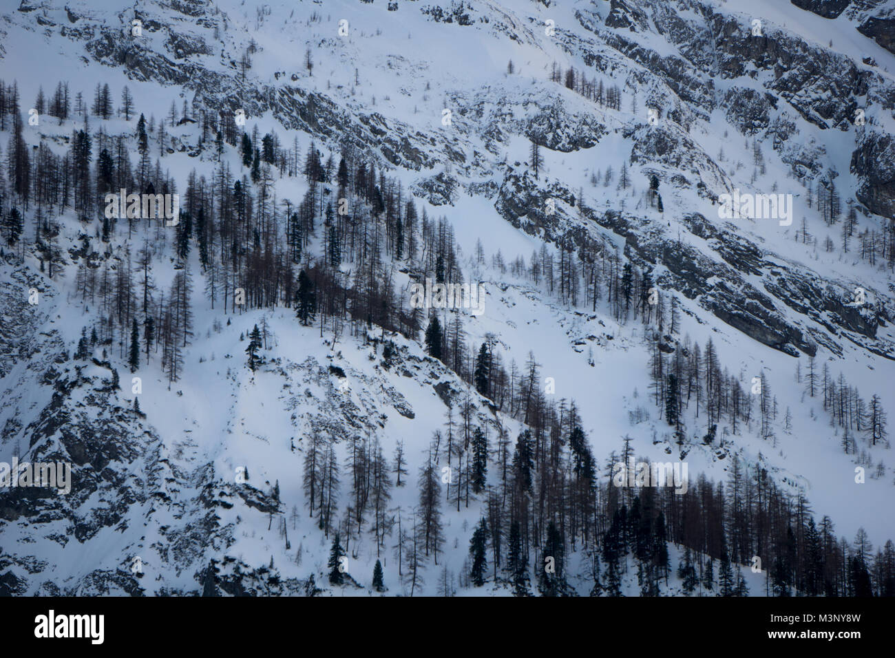 Blattlosen Wälder auf den Pisten der Alpen in Österreich Stockfoto