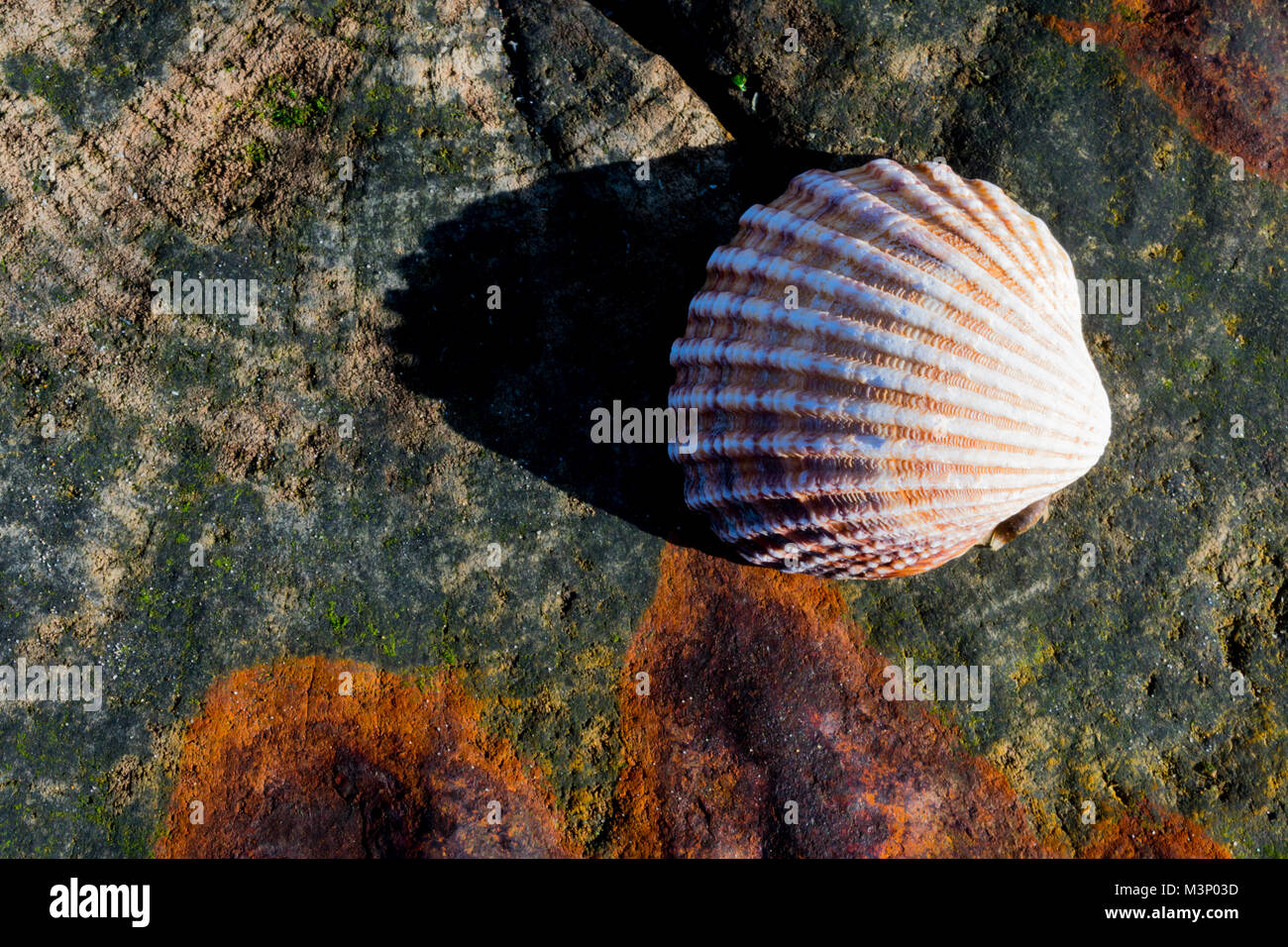 Sea Shell im hellen Sonnenschein auf einem Rost und Algen hölzerne Säule Stockfoto