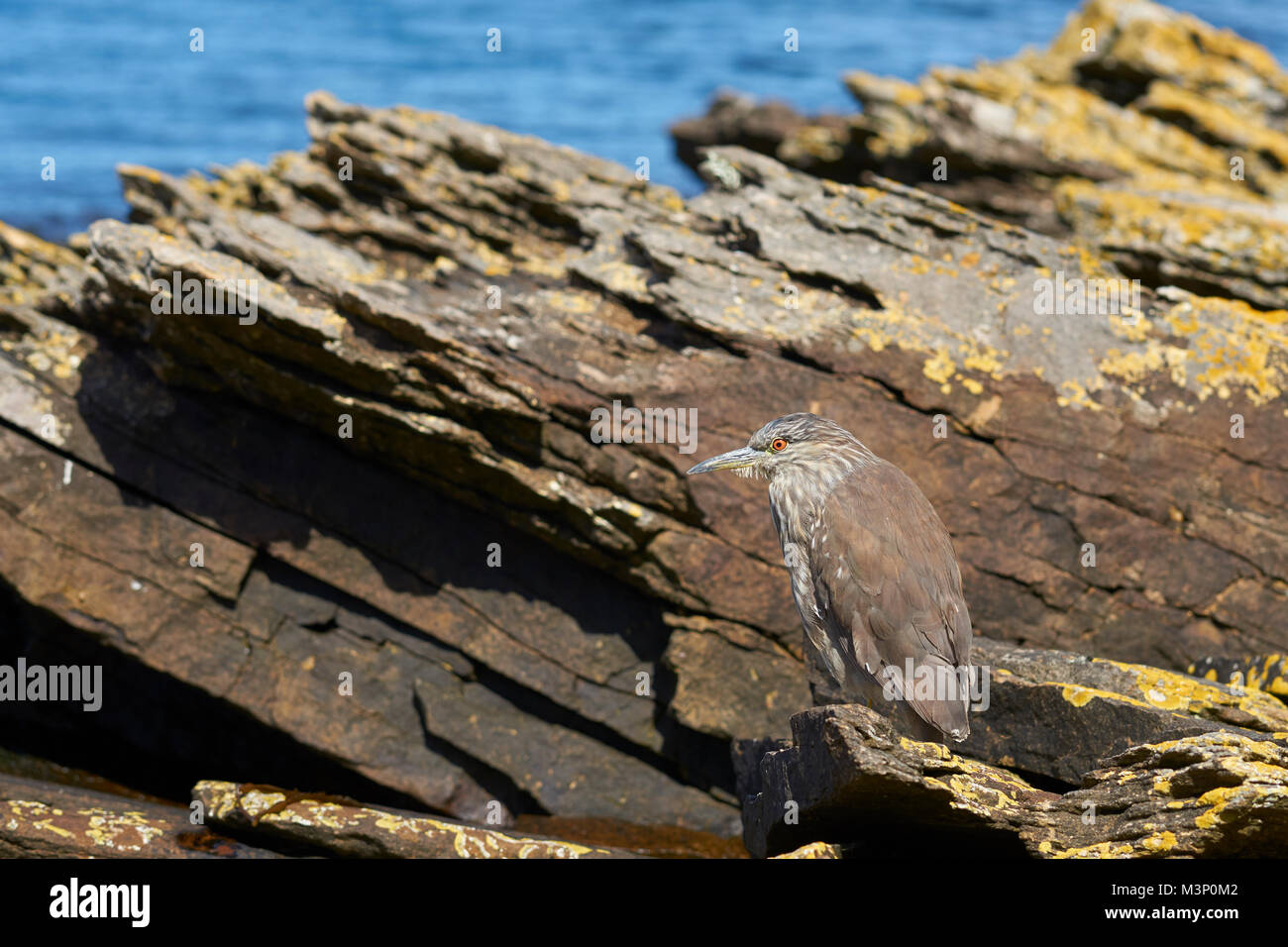 Schwarz - gekrönte Nacht - Heron (Nycticorax nycticorax falklandicus) Jagd unter Rock Pools entlang der Küste der Karkasse Insel in der Falkland Inseln. Stockfoto