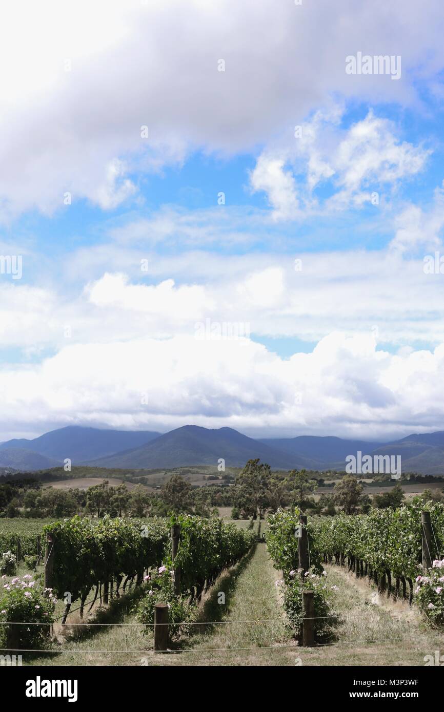 Weinberge und Weinprobe in Yarra Valley Region Stockfoto