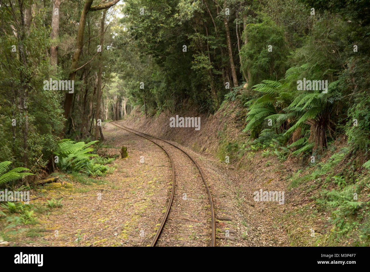 West Coast Wilderness Railway Line, Tasmanien, Australien Stockfoto