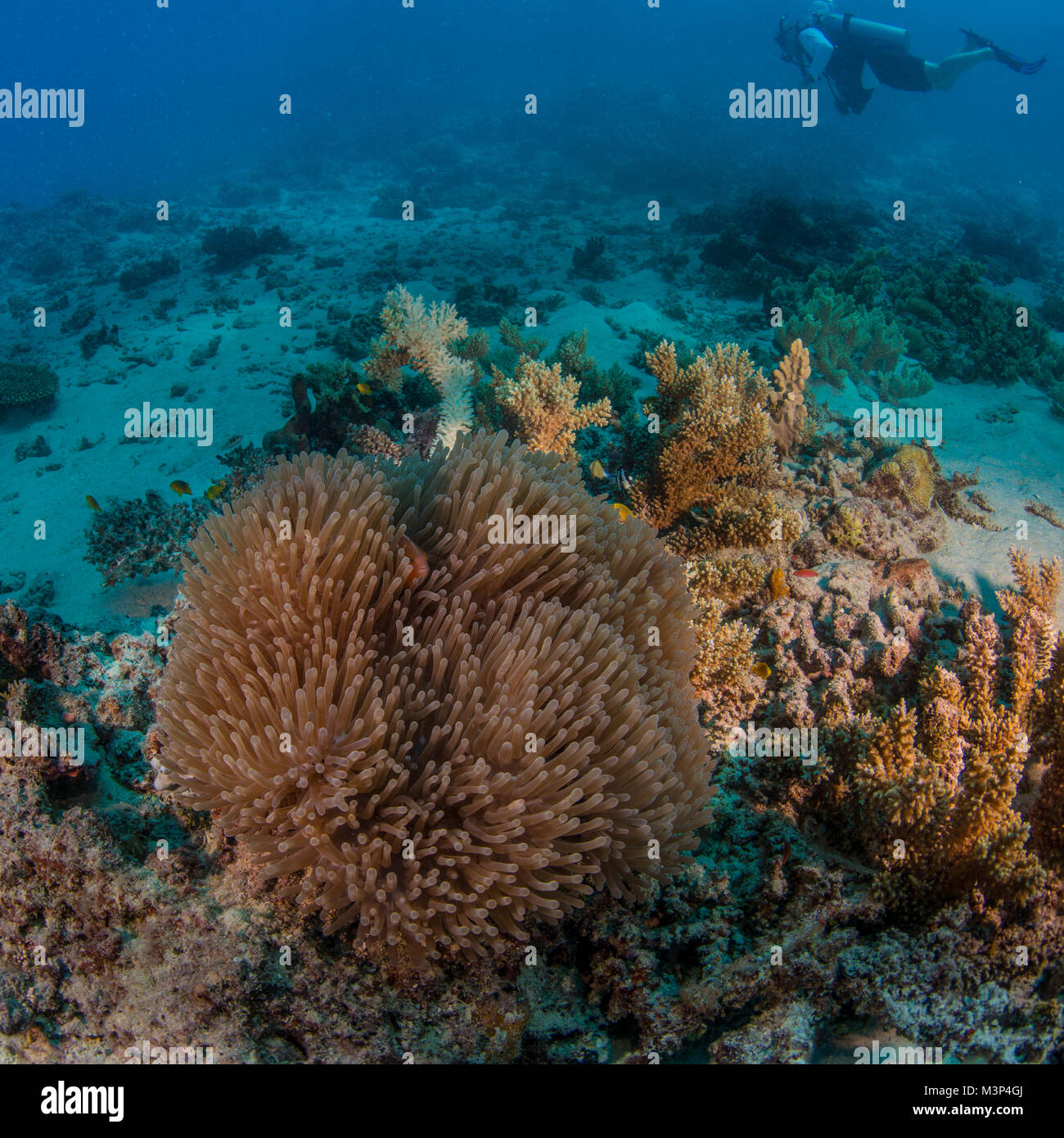 Seeanemone mit Diver Stockfoto