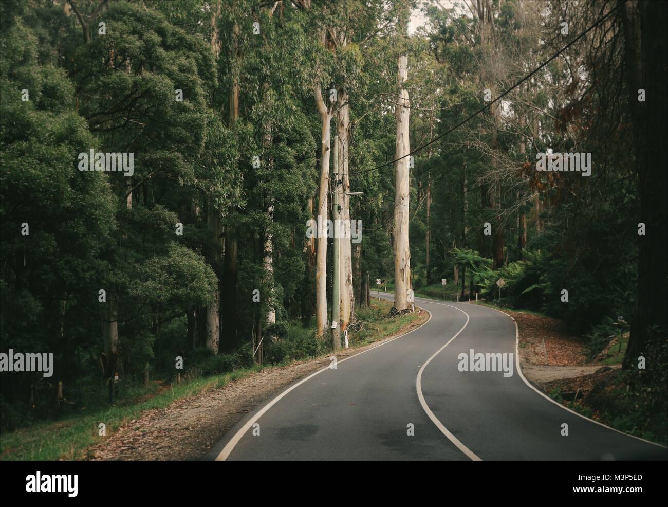 Eine Straße durch den Dandenong Ranges in Victoria, Australien Stockfoto