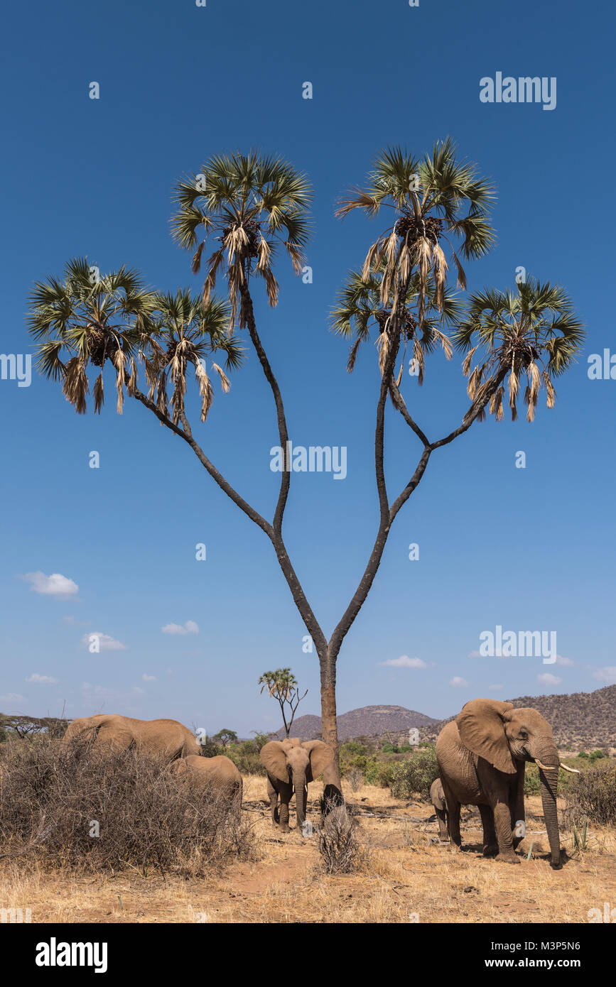 Eine Herde Elefanten passiert einen doum Palmen in Kenia Samburu National Reserve. Stockfoto