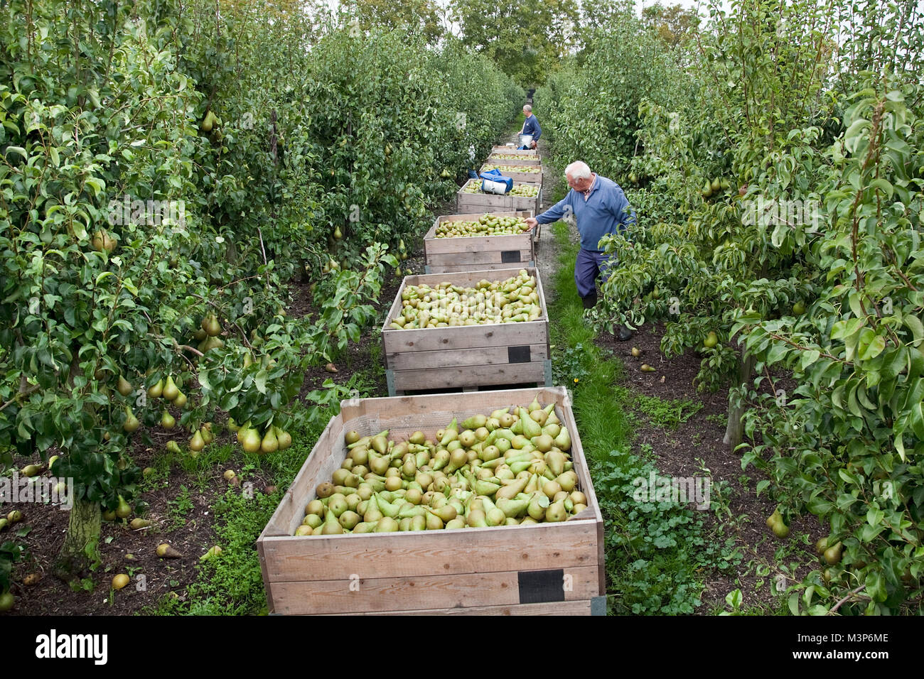 Man Ernte reife Birnen aus dem Pear Tree in der Obstanlage