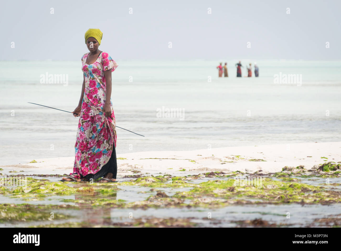 NUNGWI, SANSIBAR - Jan 6, 2018: lokale Frau gehen auf das flache Wasser des Indischen Ozeans auf der Suche nach einem Haken, in der Nähe von Nungwi Village, Insel Sansibar Stockfoto