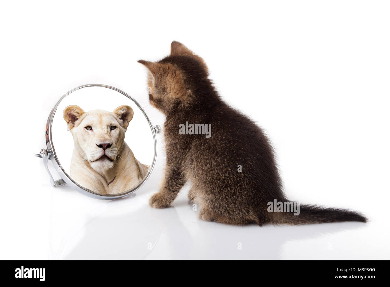 Kätzchen mit Spiegel auf weißem Hintergrund. Kätzchen sucht in ein Spiegelbild eines Löwen Stockfoto