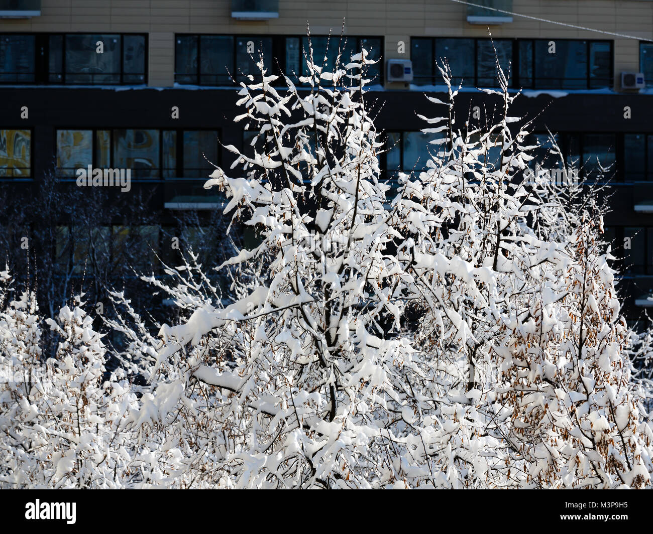 Tree Top mit Schnee bedeckt und von der Sonne beschienen Stockfoto