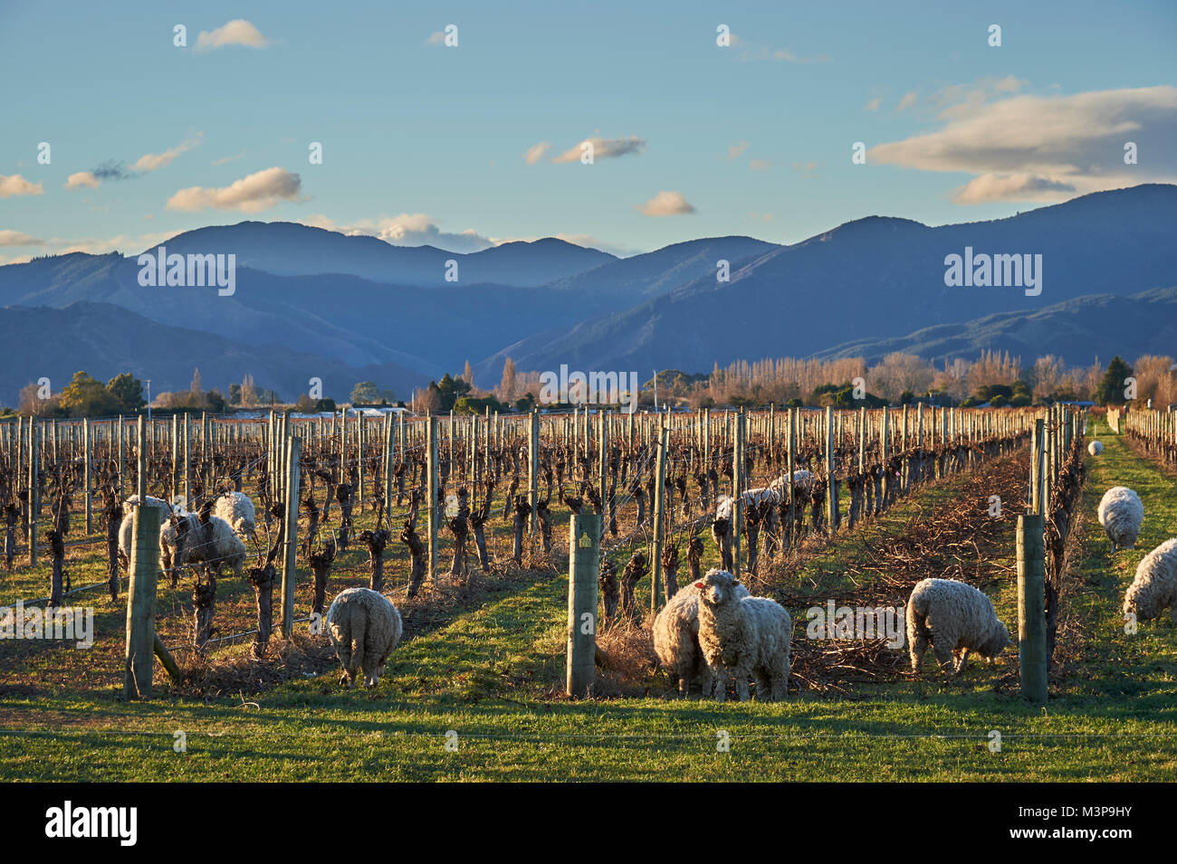 Schafe grasen zwischen Weinbergen in der Nähe von Blenheim, Südinsel, Neuseeland Stockfoto