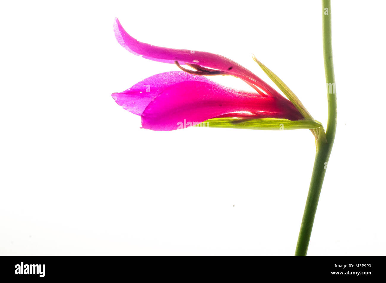 Wilde Blumen in einem Studio arbeiten mit einem Leuchtkasten Stockfoto