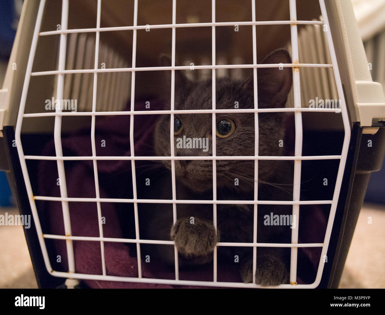 Eine Katze, die in einem CAT Carrier/Käfig an der Tierärzte Check-up Stockfoto