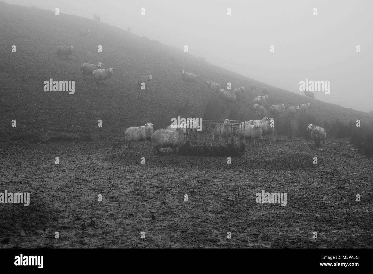 Fütterung Hochland Welsh Lamb silage Heu im Nebel von einem Wintertag Stockfoto