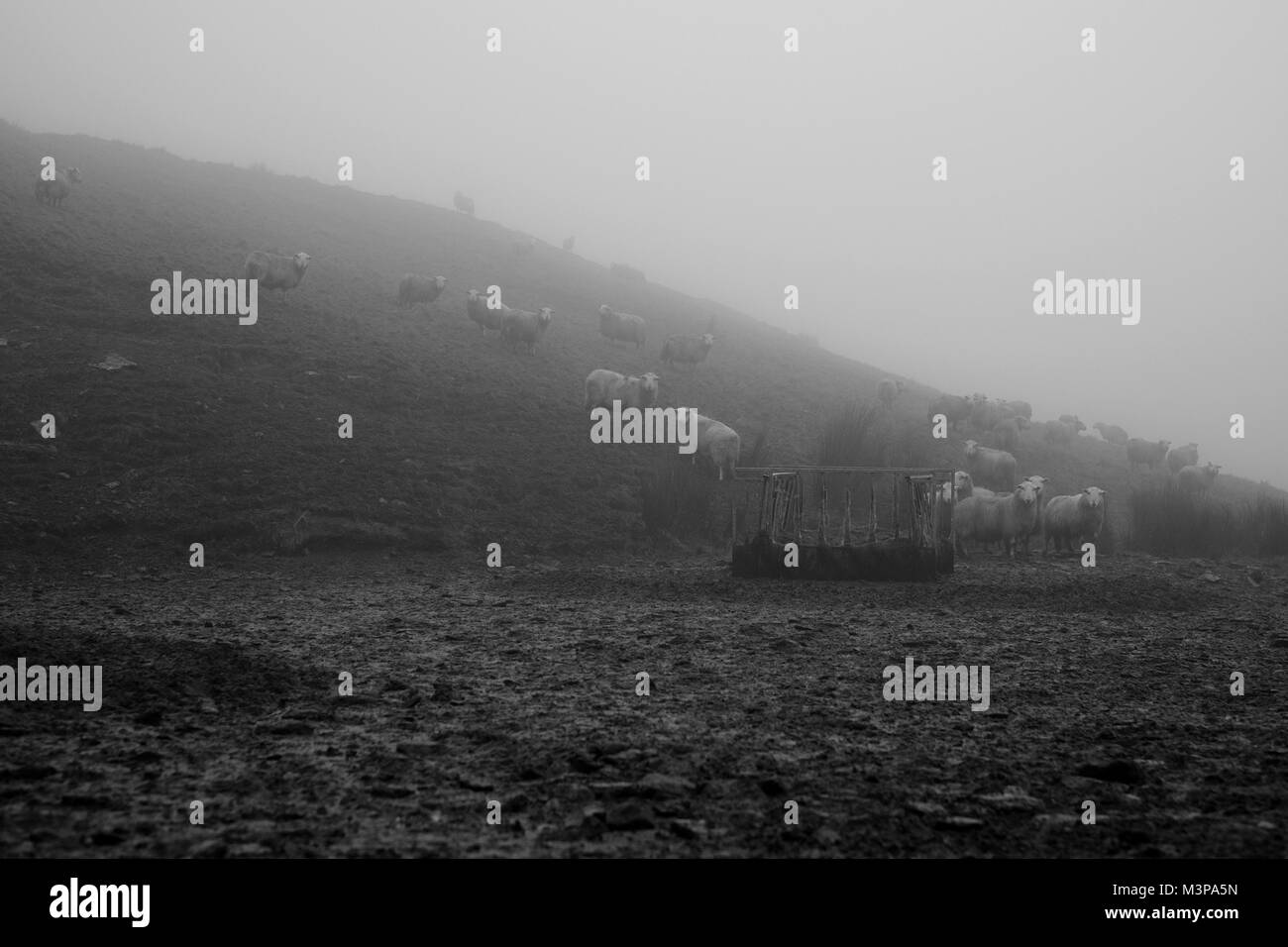 Fütterung Hochland Schafe Silage in den Cambrian Mountains von West Wales in rauer Umgebung Stockfoto