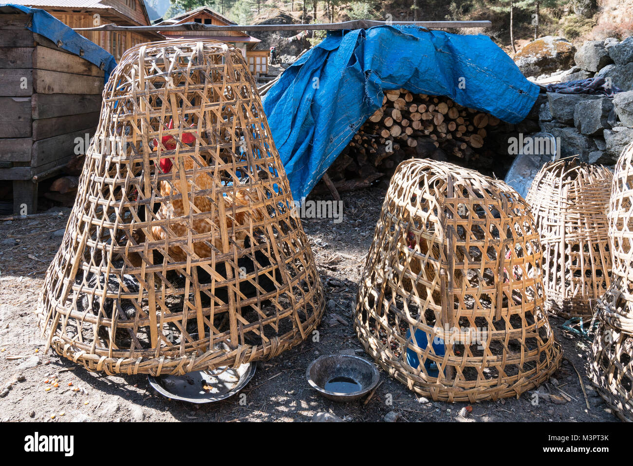 Hühner gehalten unter einem Warenkorb/Cage, Khumbu Valley, Nepal Stockfoto