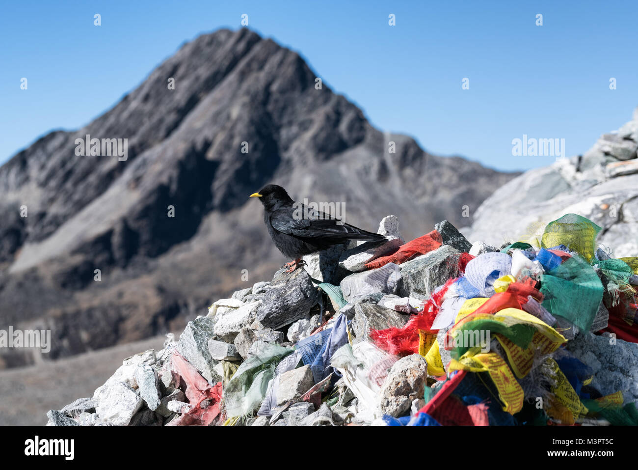 Ein Vogel an der Spitze des Cho La Pass, Nepal Stockfoto