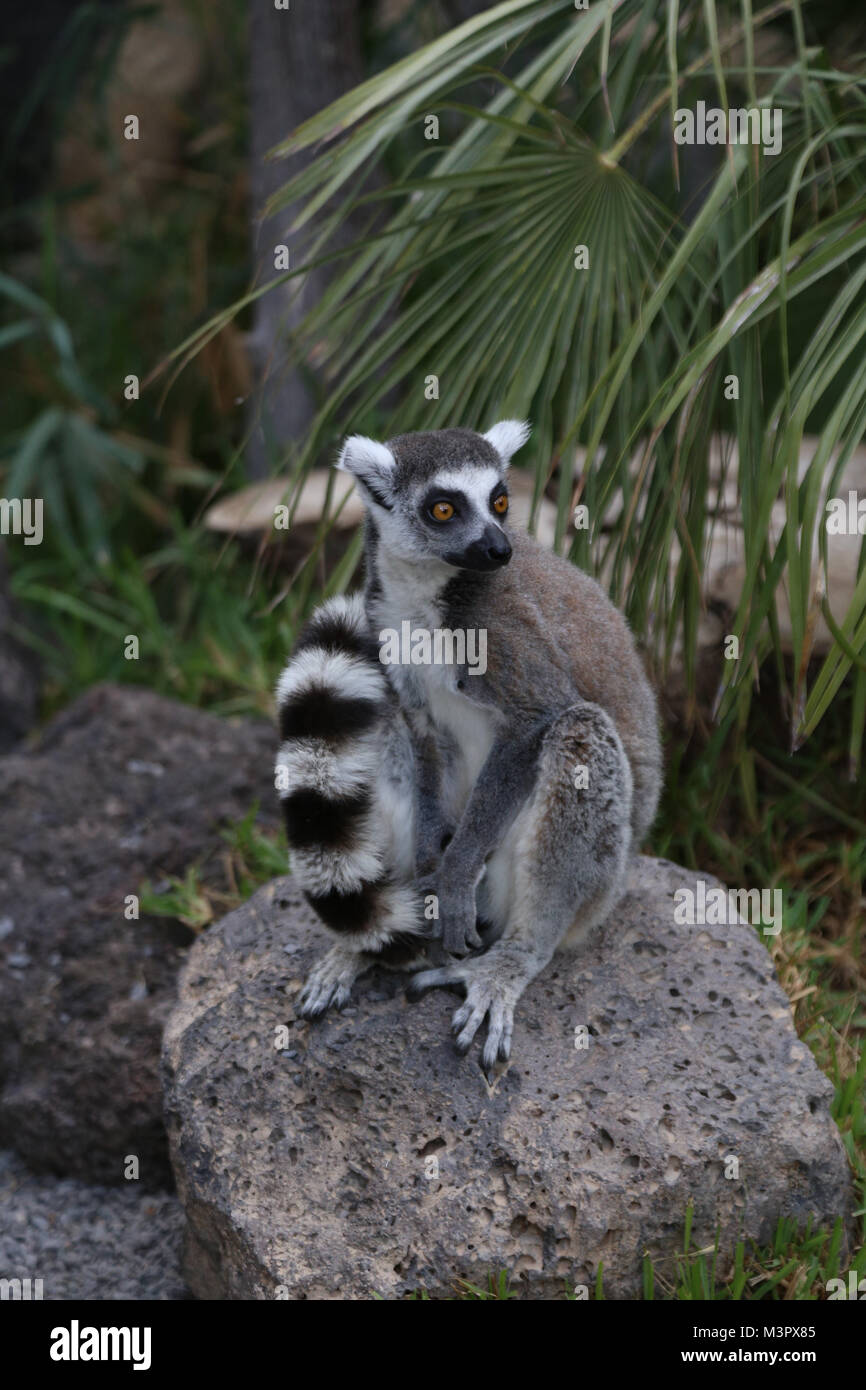 Lemur kleine lustige Tier Säugetier Afrika Madagaskar Stockfoto