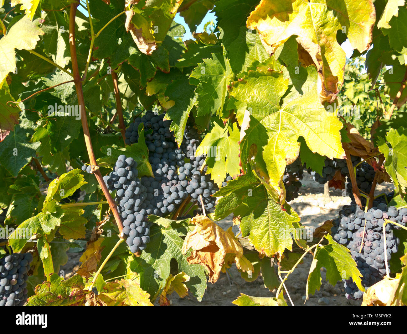 Feld mit Weinbergen in Logroño, in der spanischen Region La Rioja, berühmt für die Herstellung von Rotwein. La Rioja ist die Region mit der höchsten Gewinnen Stockfoto