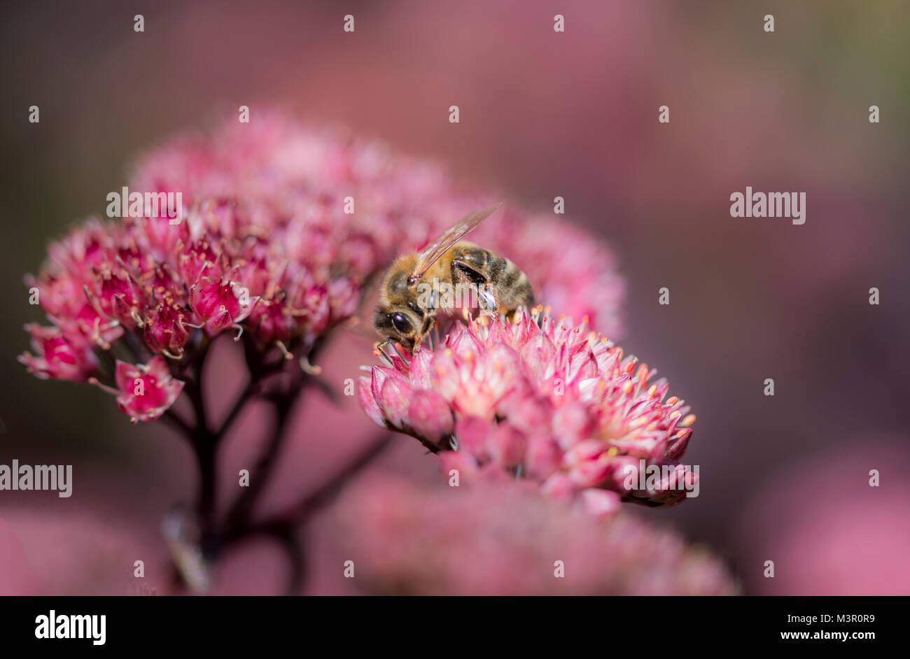 Bienenstock Garten Stockfotos und bilder Kaufen Alamy