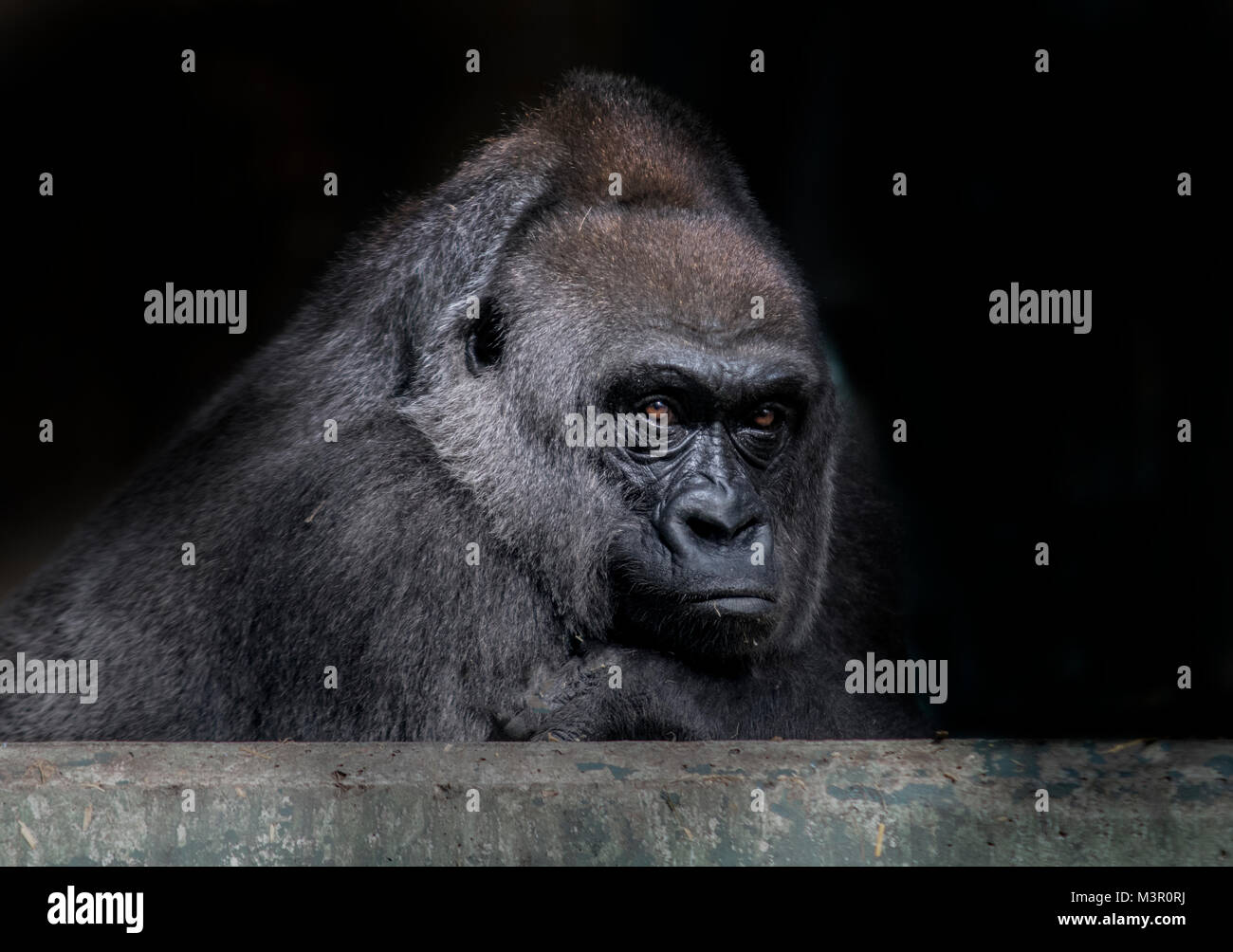 Männliche Silverback Gorilla beobachten Stockfoto