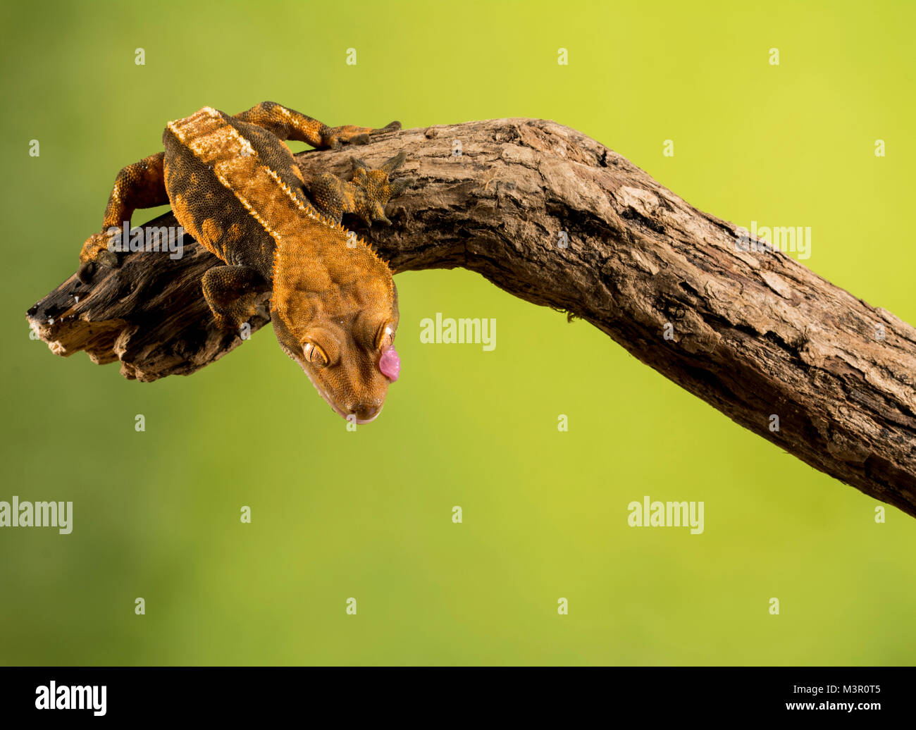 Studio Hintergrund Gecko auf einem Zweig Stockfoto