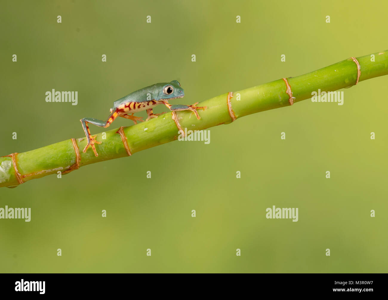 Der kleine Frosch zu Fuß bis Bambus Stockfoto