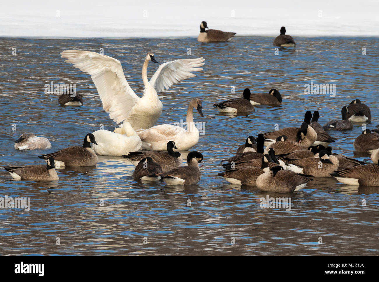 Trompeter Schwan (Cygnus buccinator) und Kanadagänse (Branta canadensis) in einem eiskalten Bach im Winter, Saylorville Lake, Iowa Stockfoto