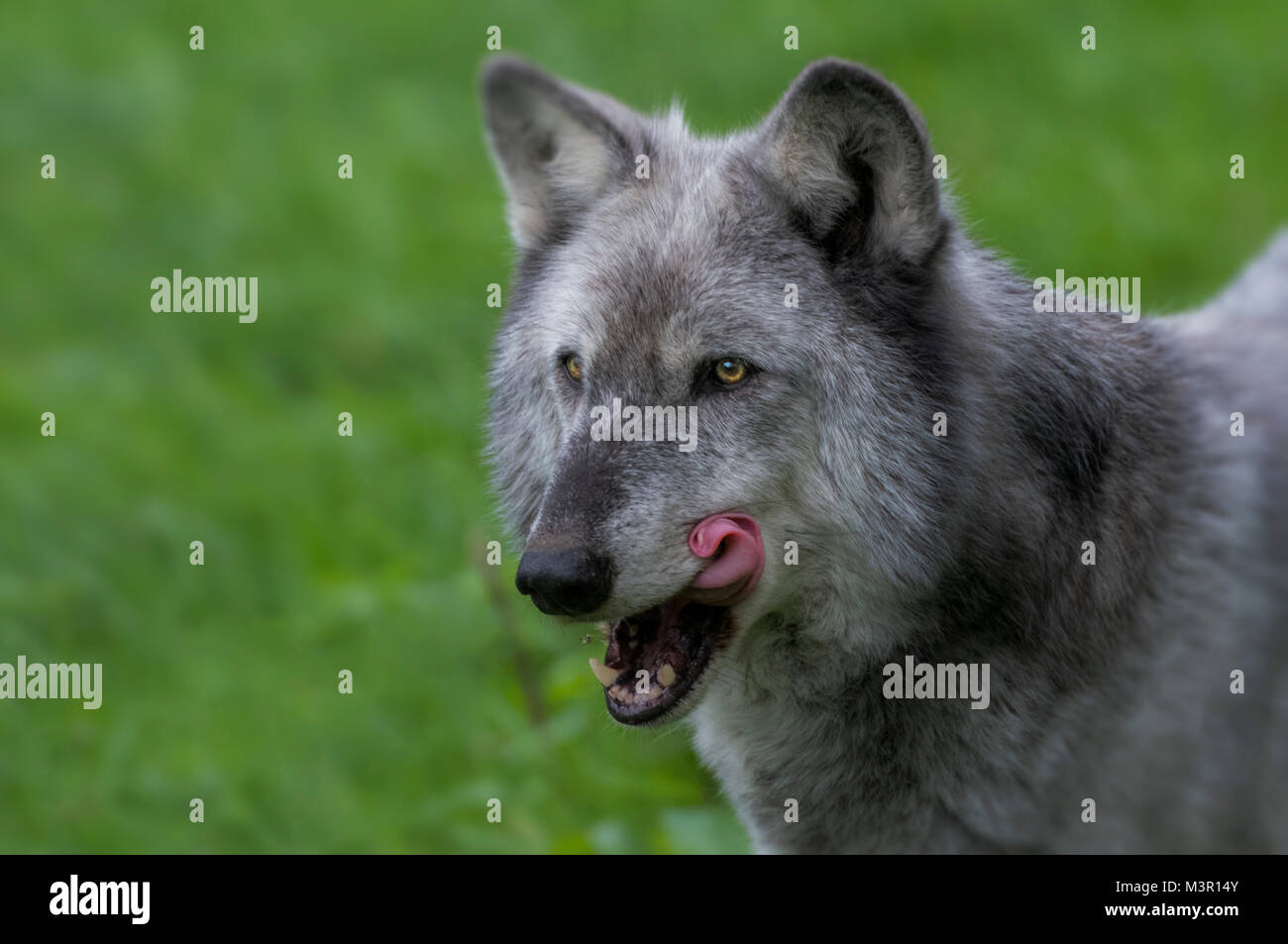 Wolf beobachten mit gewelltem Zunge Stockfoto