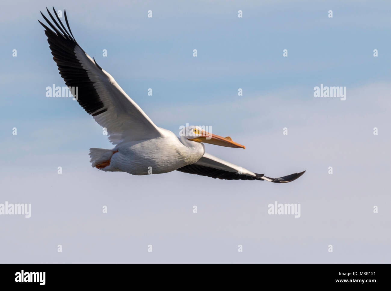 American White Pelican (Pelecanus erythrorhynchos) fliegen, Mississippi, Iowa Stockfoto