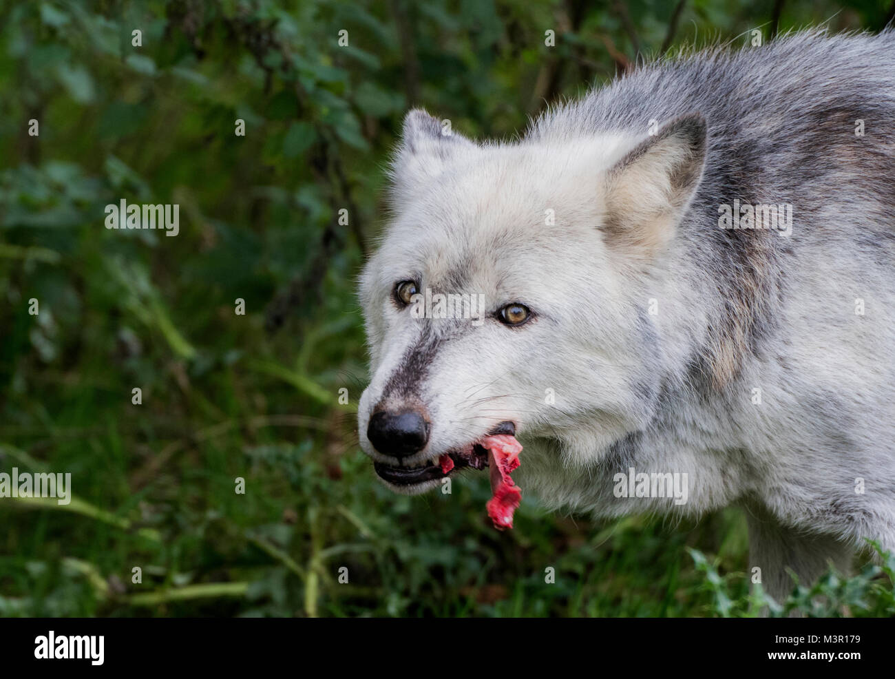 Grauer Wolf mit Beute Stockfoto