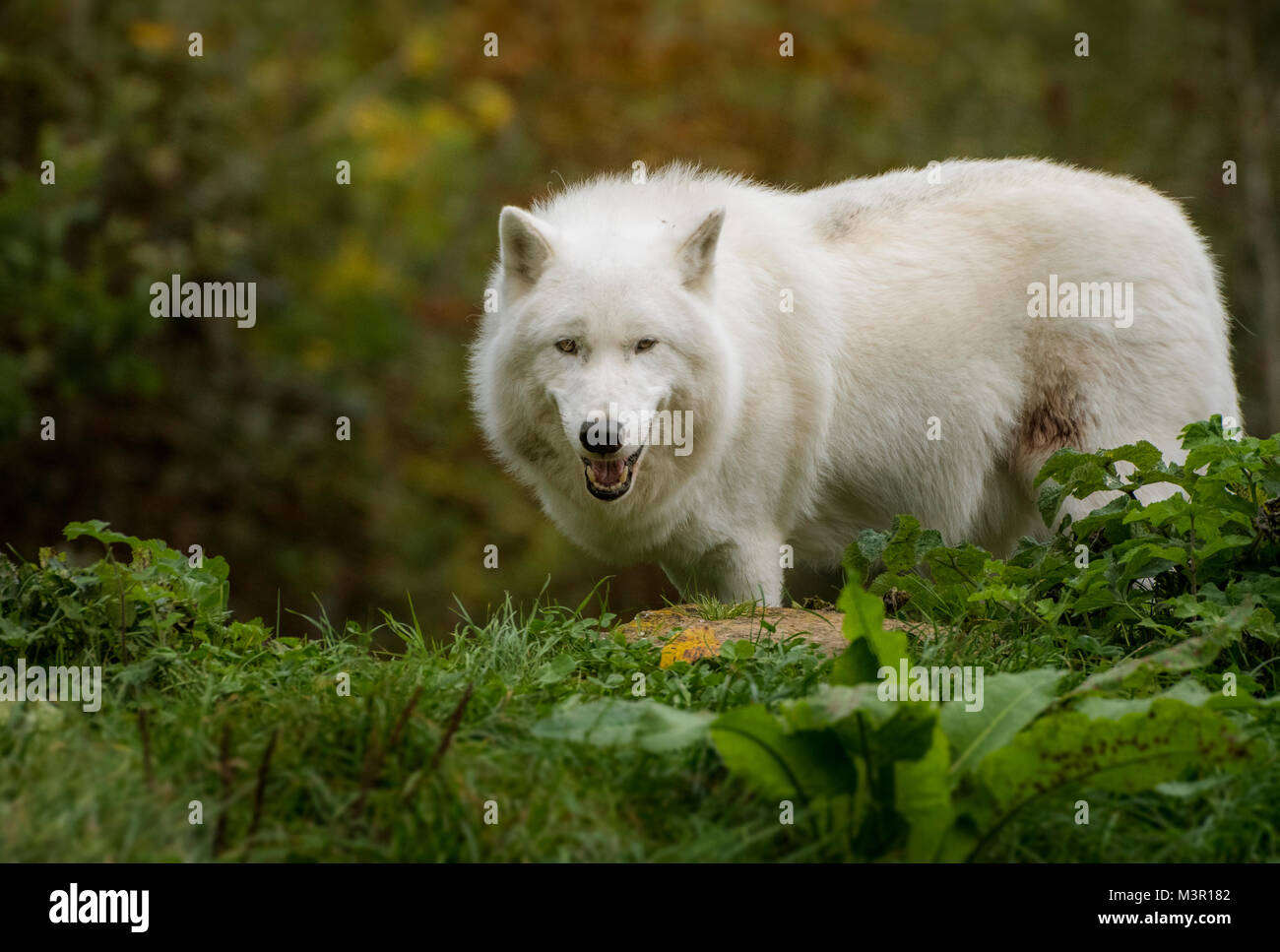 Weiß Arctic Wolf gegen Herbst Hintergrund Stockfoto