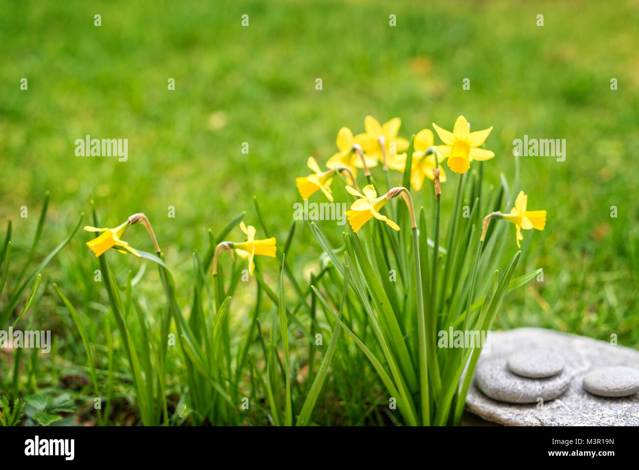Narzissen in der Nähe, in einem Garten, Frühjahr Konzept Stockfoto