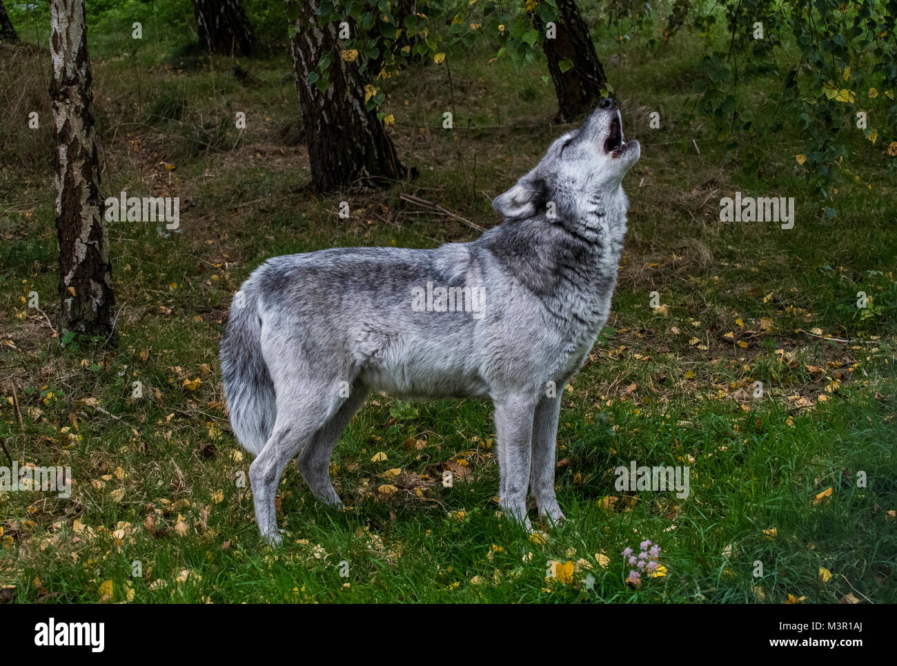 Grauer Wolf gegen eine Herbst Hintergrund heulen Stockfoto