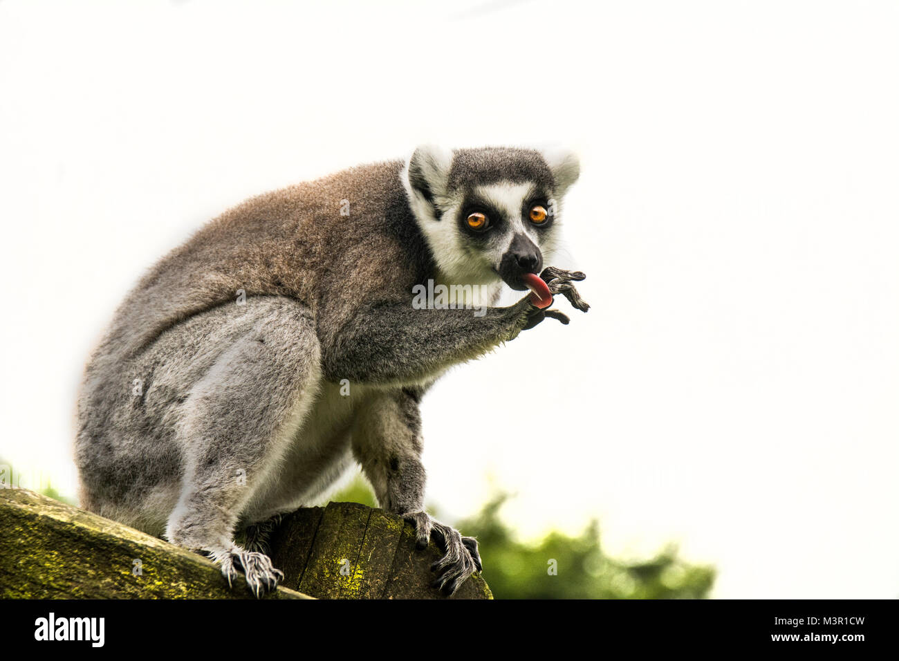 Ring tailed Lemur mit expessive Gesicht Stockfoto