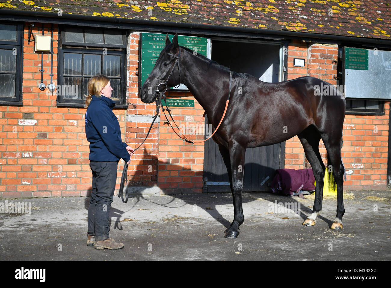 Schwarz Corton ist während der stabilen Besuch Paul Nicholls' Hof bei Manor Farm Stables, Ditcheat vorgeführt. Stockfoto