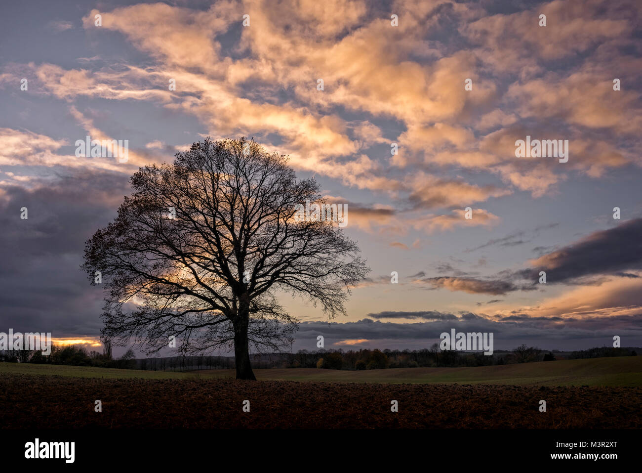 Bäume auf einem Feld in Schleswig-Holstein. Wolken und Himmel. Stockfoto