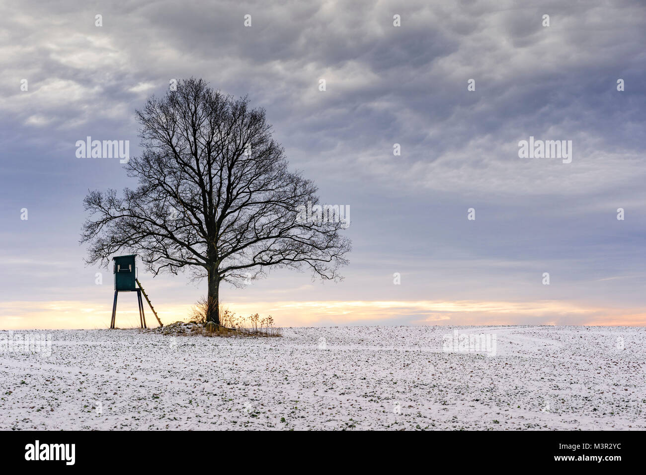 Bäume auf einem Feld. Schönen winter Sonnenuntergang, Schleswig-Holstein Stockfoto