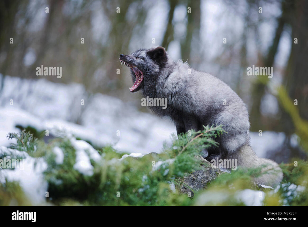 Die Grauen Polar Fox Sitzen und Gähnen. Winter Portrait. Niedliche Tier. Stockfoto