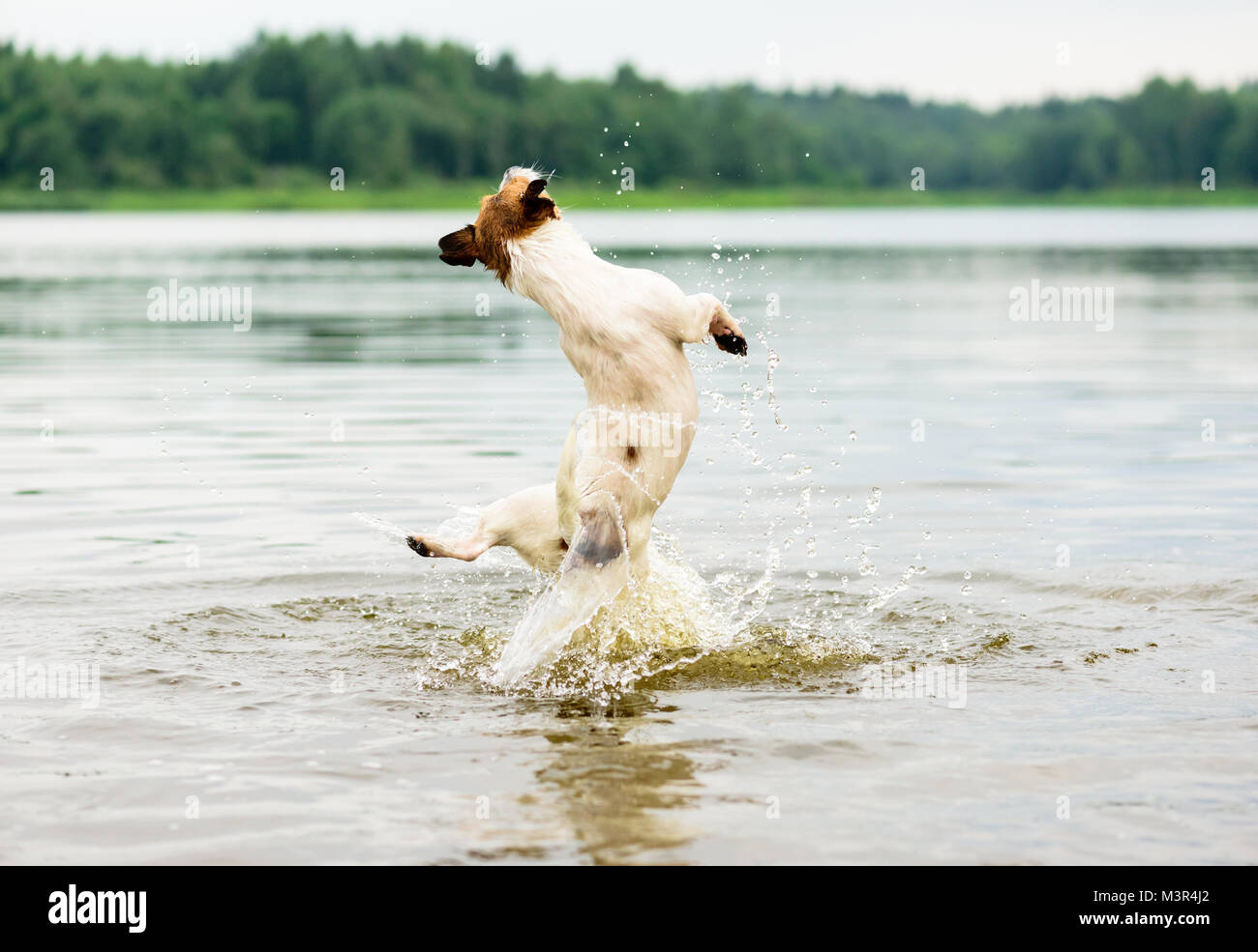 Sommer Spaß am Strand mit Hund springt hoch in Wasser (Ansicht von hinten) Stockfoto