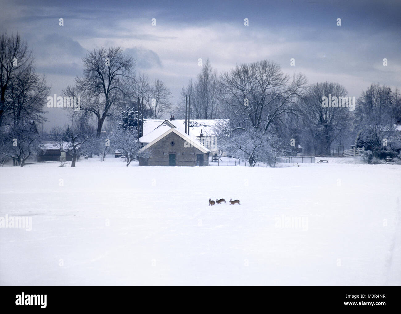 Kaninchen im Schnee spielen in einem Feld in der Nähe von einem Bauernhof, Die Niederlande Stockfoto