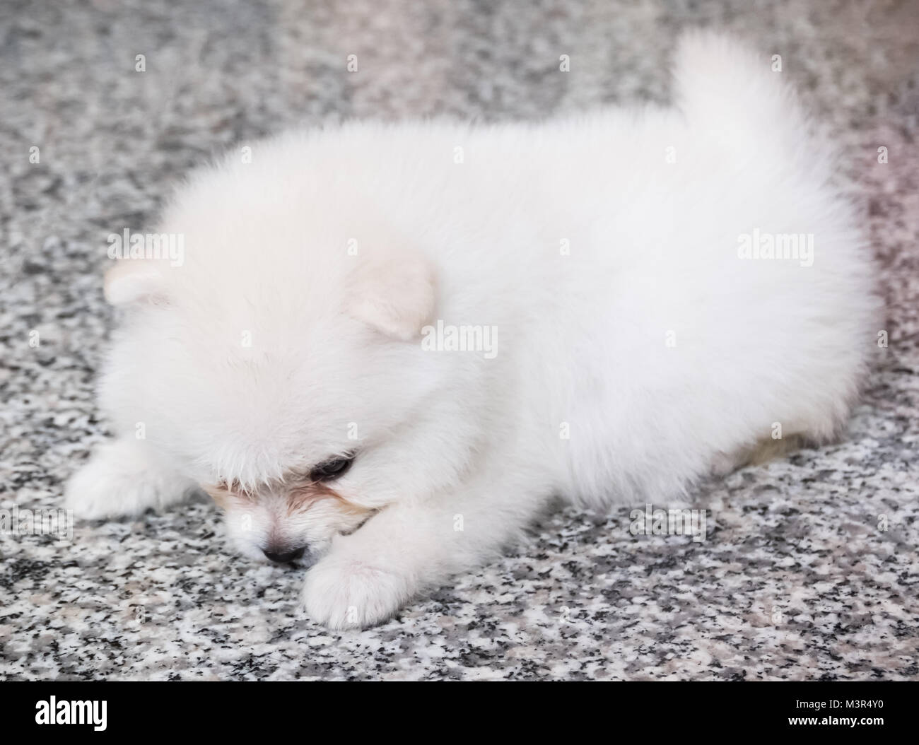 Cute White pomeranian Welpen auf Granit Hintergrund Stockfoto