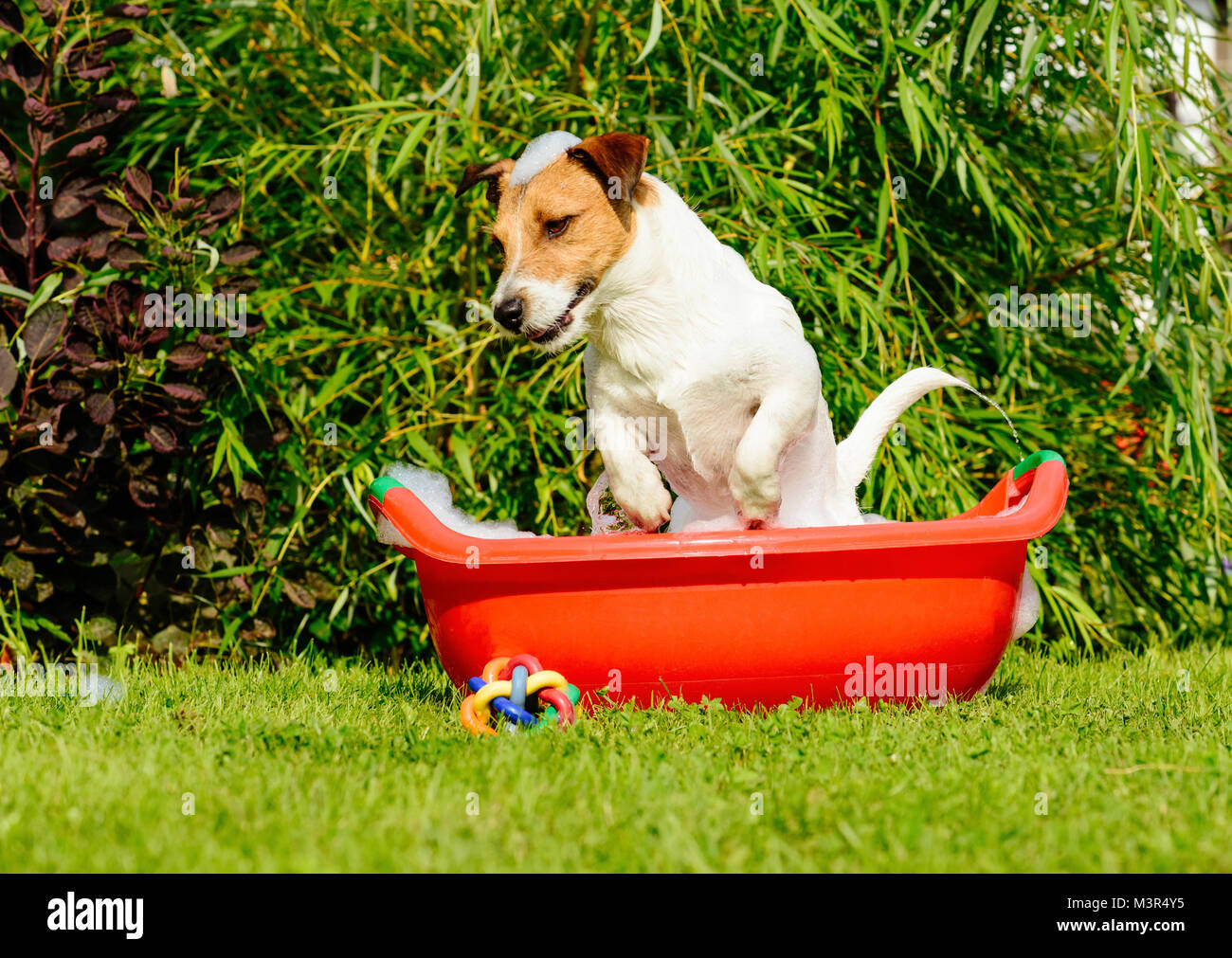 Hund verweigert Waschen in Becken mit Shampoo Schaum Stockfoto