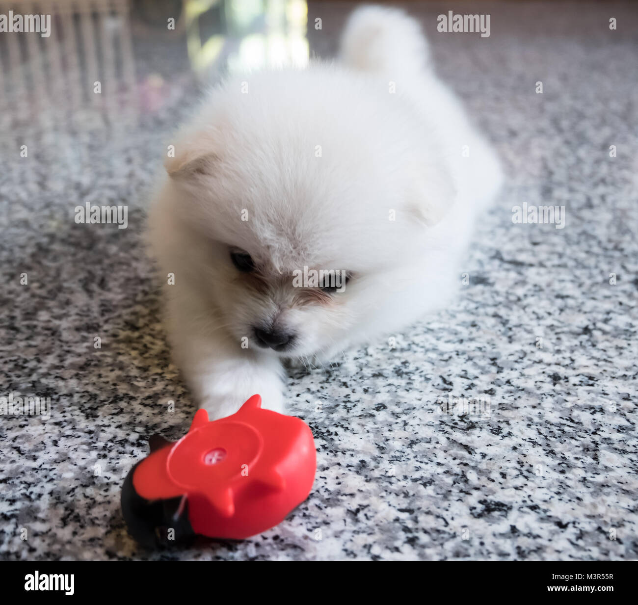 Cute White pomeranian Welpen auf Granit Hintergrund Stockfoto