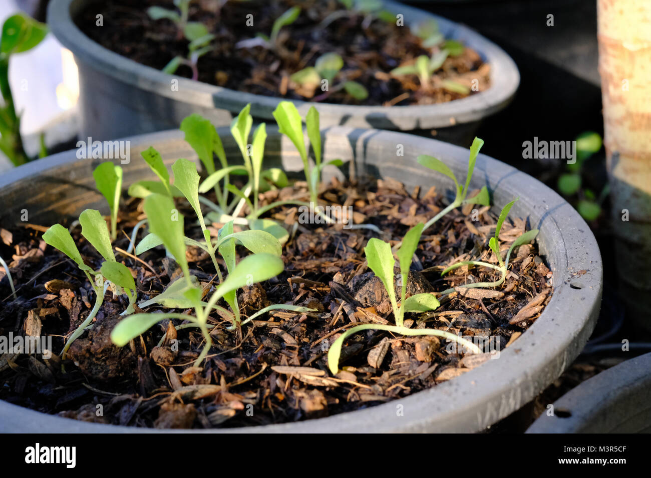 Sämling Organic Baby Kopfsalat in schwarzen Töpfe Stockfoto