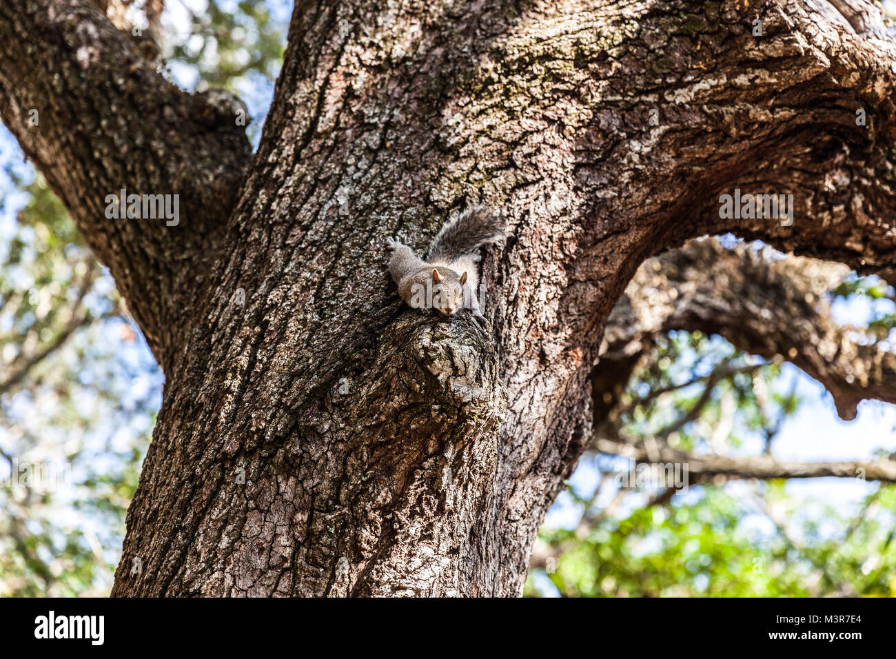 Ein graues Eichhörnchen auf Baumrinde, Miami, Florida, USA getarnt. Stockfoto