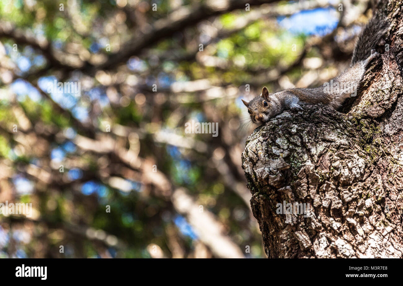 Ein graues Eichhörnchen auf Baumrinde, Miami, Florida, USA getarnt. Stockfoto