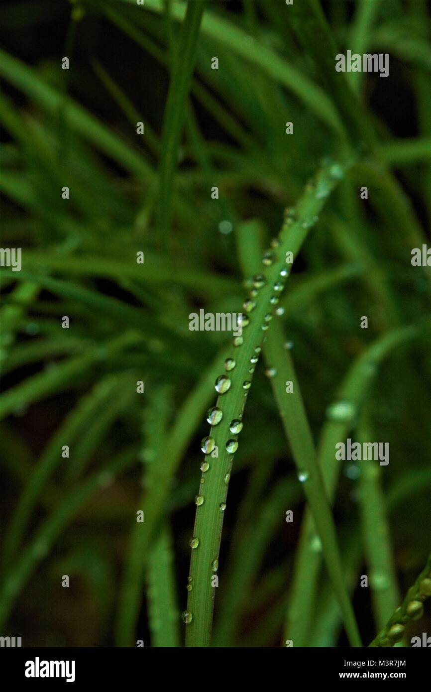 Die erstaunliche Schönheit, die Mutter Natur uns gesegnet Stockfoto