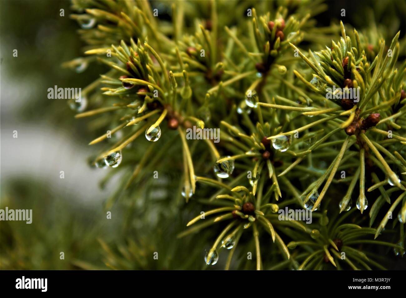 Die erstaunliche Schönheit, die Mutter Natur uns gesegnet Stockfoto