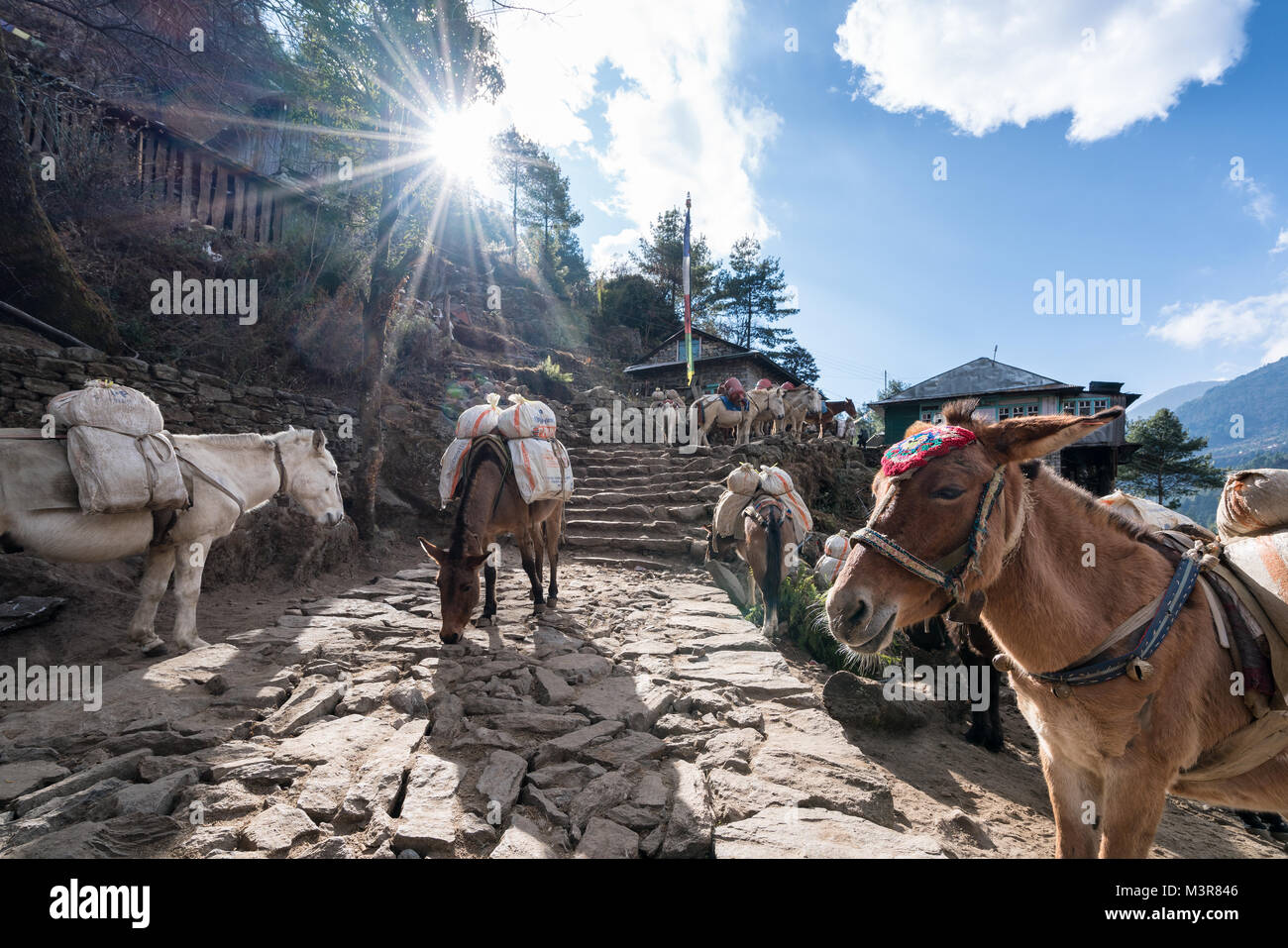 Pferde und Esel außerhalb von Lukla, Nepal Stockfoto