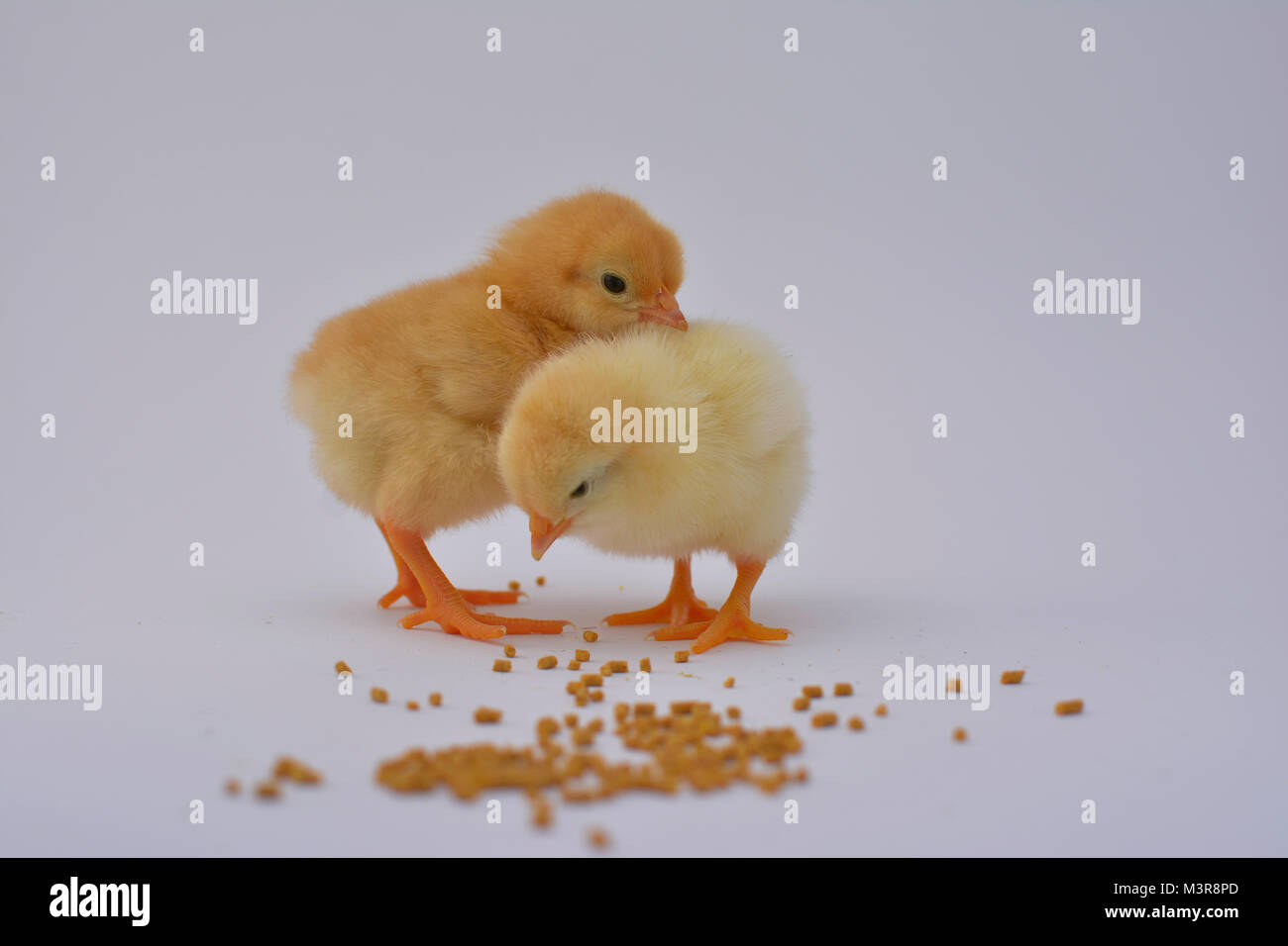 Neugeborene Huhn Küken Futter essen auf weißem Hintergrund Stockfoto